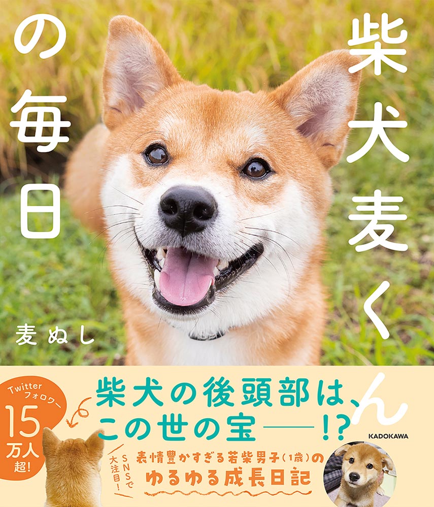 Kadokawa公式ショップ 柴犬麦くんの毎日 本 カドカワストア オリジナル特典 本 関連グッズ Blu Ray Dvd Cd