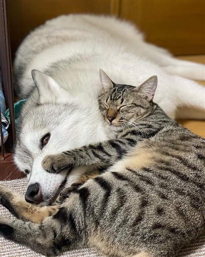 KADOKAWA公式ショップ】まるで親子のような犬と猫 今日も仲良し！ ユキ